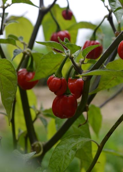 Chili "Habanero Kirsch" (Pflanze)